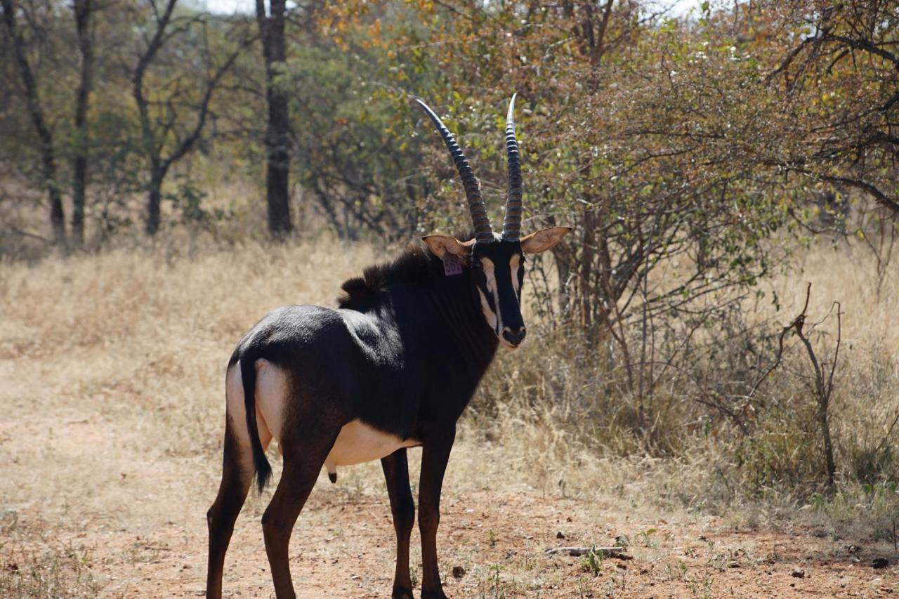 Kwele Game Lodge Beauty Extérieur photo