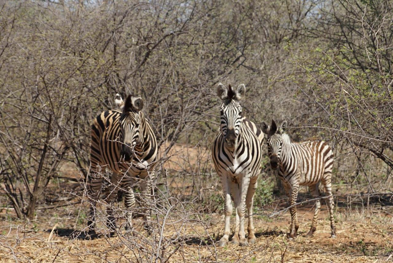 Kwele Game Lodge Beauty Extérieur photo